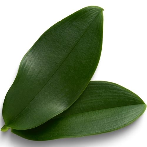 Hojas de Bijao